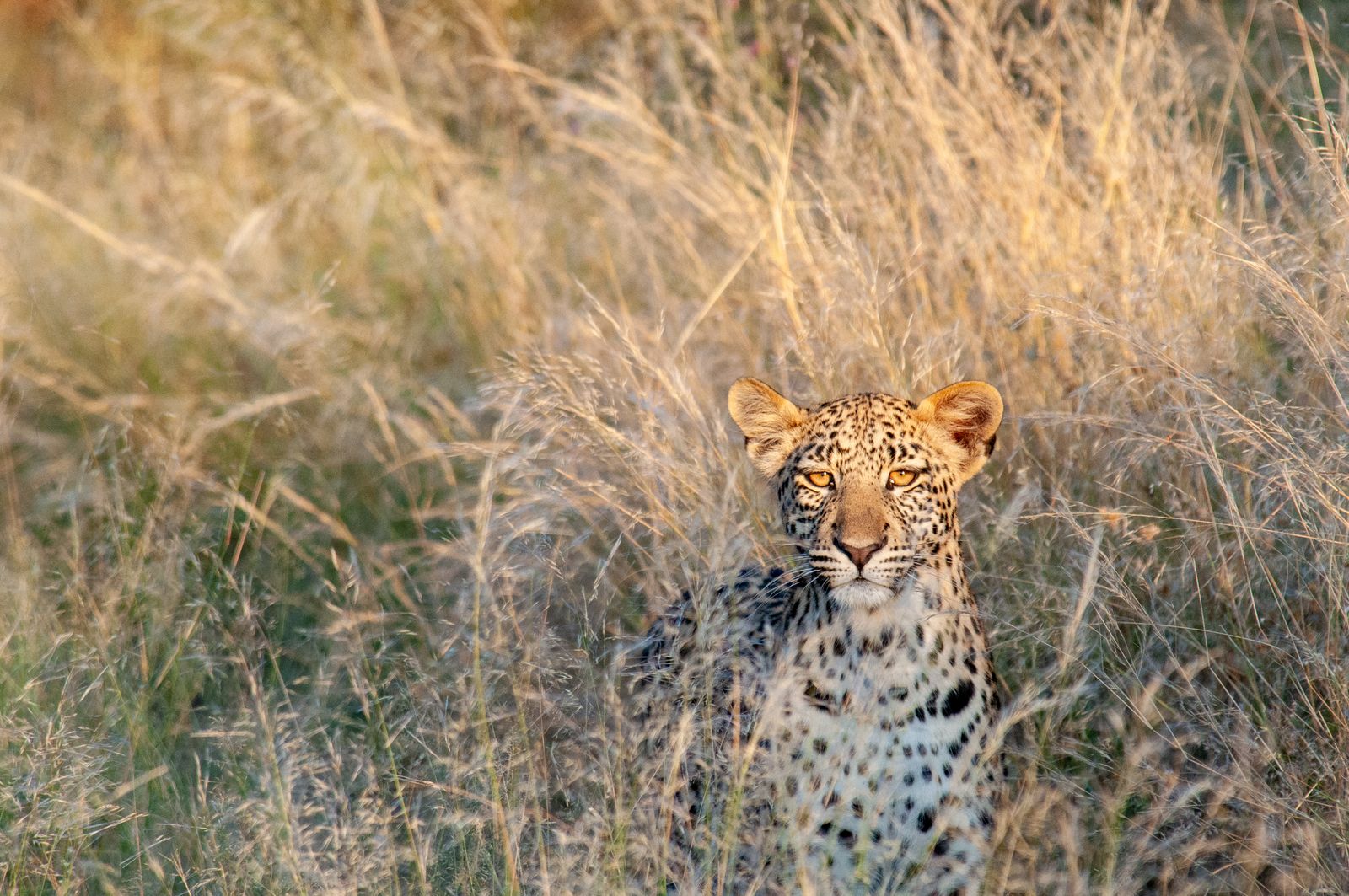 Botswana Wildlife luipaard in gras KS (2).jpg - Jambo Safari Club